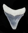 Bone Valley Megalodon Tooth #32624-1